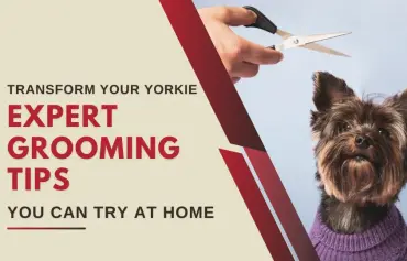 How to Groom a Yorkshire Terrier Dog; A Guide